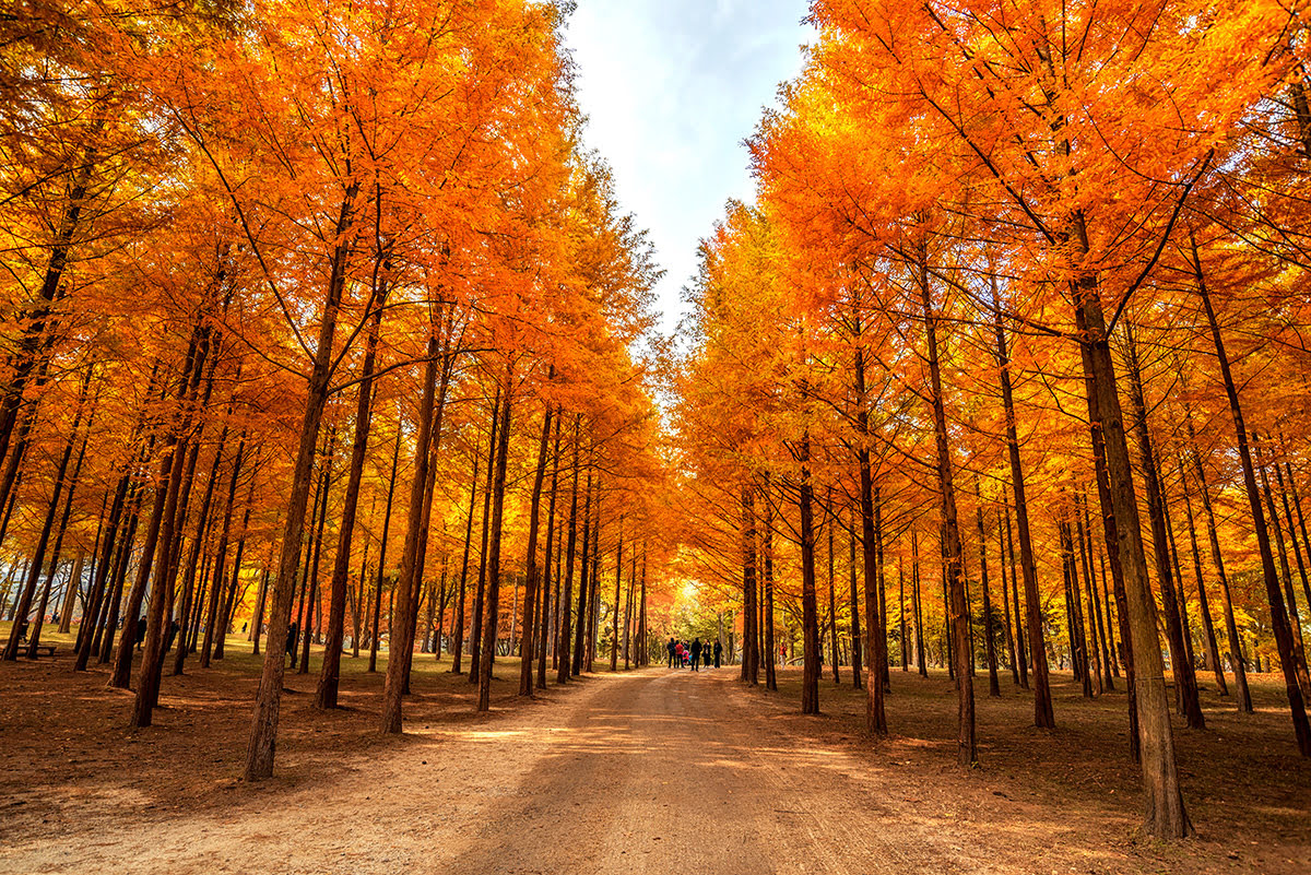 Paket Tour CRAZY SALE KOREA 5D 2026 Ski Resort/Eunpyeong Hanok Village,Nami Island,Starfield Library, Making Kimbap,Hanbok Wearing, Namsan Seoul Tower